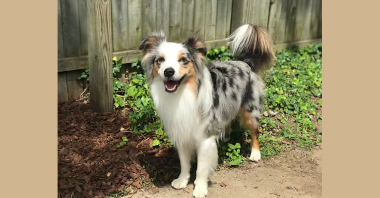 Taco, an Australian Shepherd tested with EmbarkVet.com