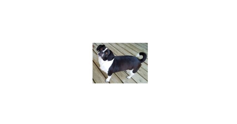 Ellie, a Beagle and Chihuahua mix tested with EmbarkVet.com