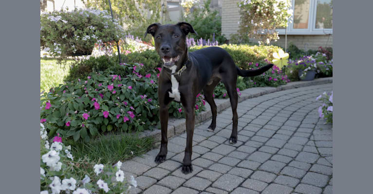 Axel, a Staffordshire Terrier and Rottweiler mix tested with EmbarkVet.com