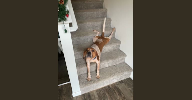 Copper, a Treeing Walker Coonhound and American Foxhound mix tested with EmbarkVet.com