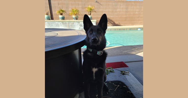 Photo of Samus, a German Shepherd Dog, Siberian Husky, and Mixed mix in Las Vegas, Nevada, USA