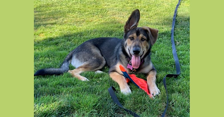 Olive, a German Shepherd Dog and Rottweiler mix tested with EmbarkVet.com