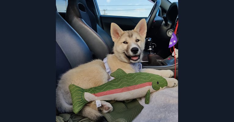 Zima, a Siberian Husky and German Shepherd Dog mix tested with EmbarkVet.com