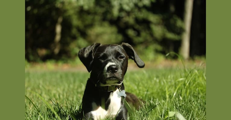 Jojo, a Cocker Spaniel and Staffordshire Terrier mix tested with EmbarkVet.com