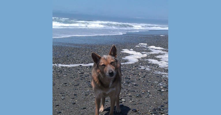 Echo, an Australian Kelpie and Siberian Husky mix tested with EmbarkVet.com