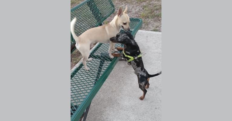 Shea, a Chihuahua and Rat Terrier mix tested with EmbarkVet.com