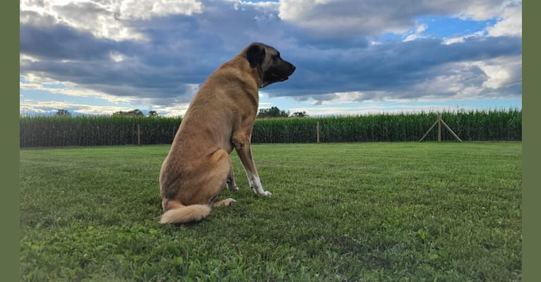 Aslan, an Anatolian Shepherd Dog tested with EmbarkVet.com