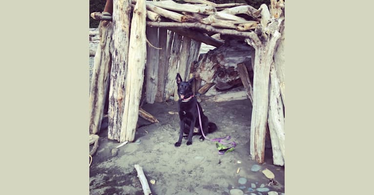 Photo of Lula, a German Shepherd Dog, Golden Retriever, and Siberian Husky mix in Covington, Washington, USA