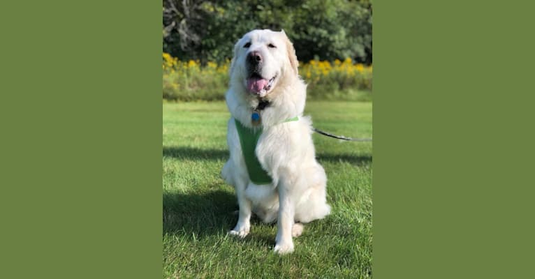 Reuben, a Great Pyrenees and Saint Bernard mix tested with EmbarkVet.com