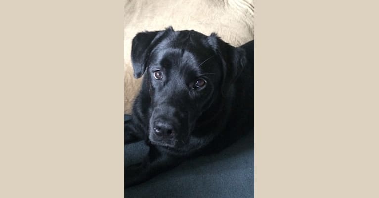 Chunk, a Newfoundland and Chow Chow mix tested with EmbarkVet.com