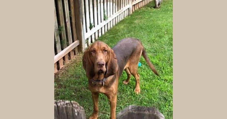 Willa, a Bloodhound tested with EmbarkVet.com