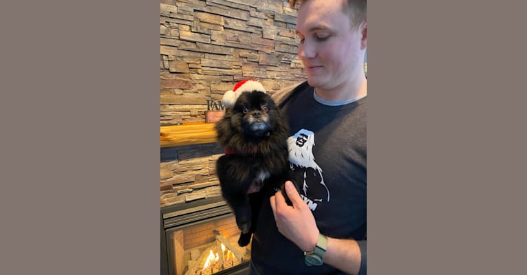 Marlin, a Pomeranian tested with EmbarkVet.com