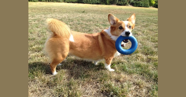 Wizard, a Pembroke Welsh Corgi and Border Collie mix tested with EmbarkVet.com