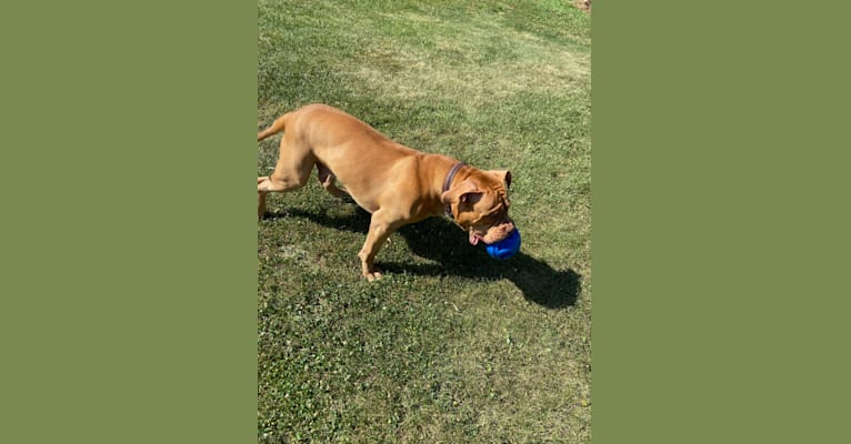 Photo of Simba, an American Pit Bull Terrier and American Bulldog mix in Yonkers, New York, USA