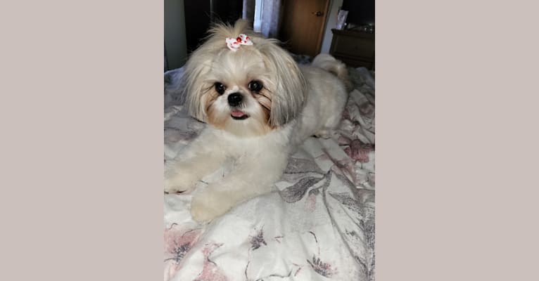 Photo of Mila, a Shih Tzu  in Millville, New Jersey, USA