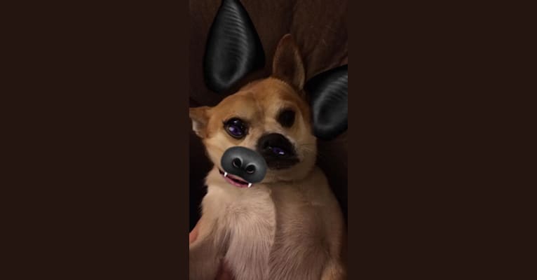 Frankie, a Chihuahua and Miniature Pinscher mix tested with EmbarkVet.com
