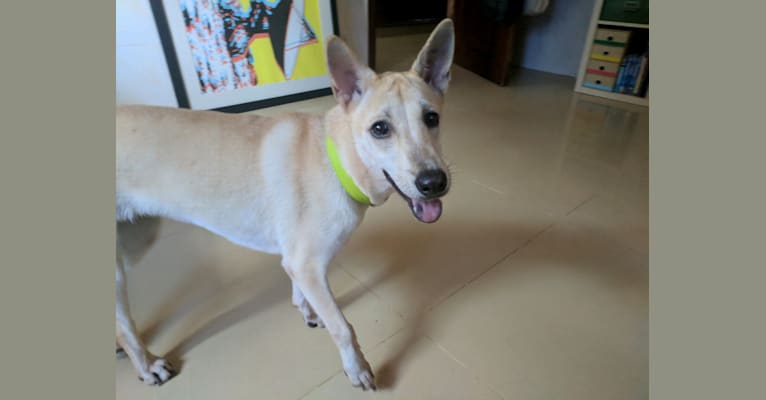 Chek, a Southeast Asian Village Dog tested with EmbarkVet.com