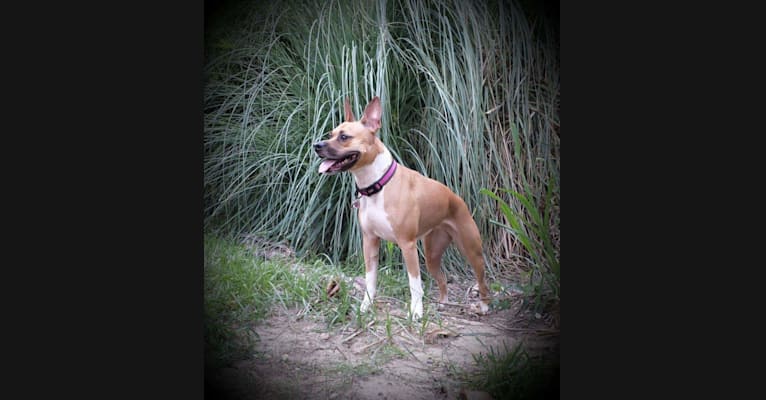 Photo of Aisha, an American Staffordshire Terrier  in Alabama, USA