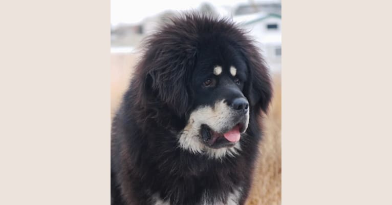 Bruschi, a Tibetan Mastiff tested with EmbarkVet.com