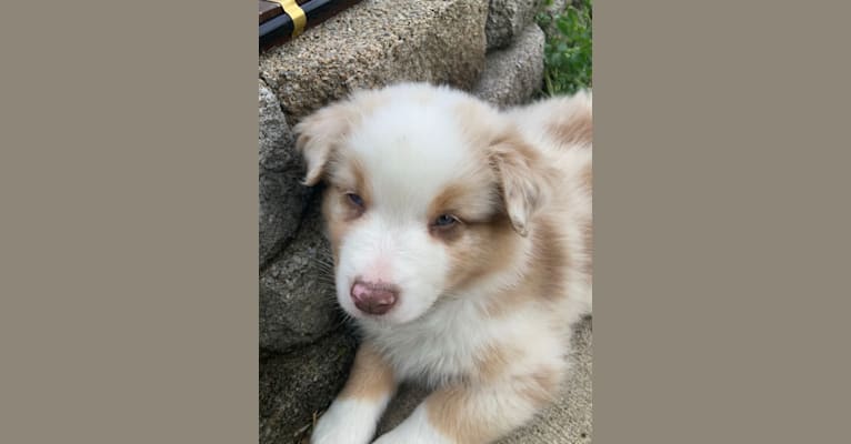 Laika, an Australian Shepherd Group tested with EmbarkVet.com