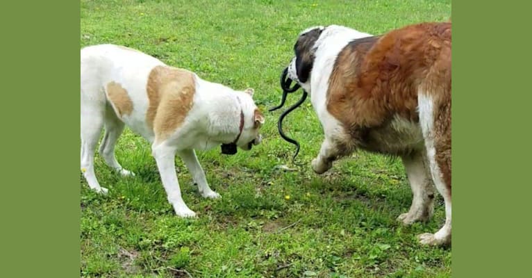 Thor, a Saint Bernard tested with EmbarkVet.com