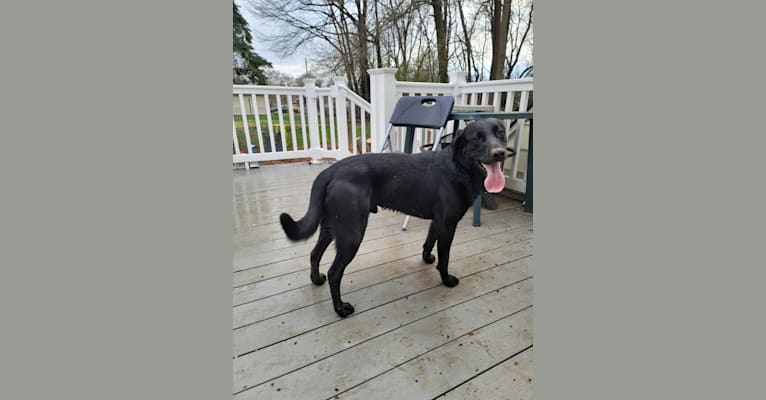 Wedge, a Labrador Retriever tested with EmbarkVet.com