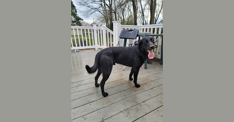 Wedge, a Labrador Retriever tested with EmbarkVet.com