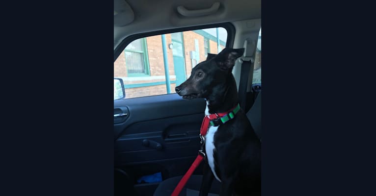 Robbie, a Boston Terrier and Labrador Retriever mix tested with EmbarkVet.com
