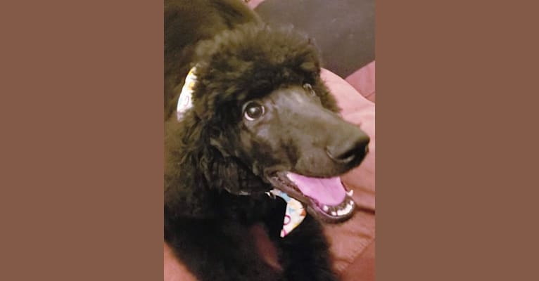 Jet, a Poodle (Standard) tested with EmbarkVet.com