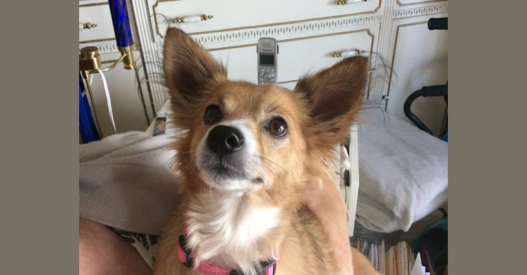 Chow chow shop miniature pinscher mix