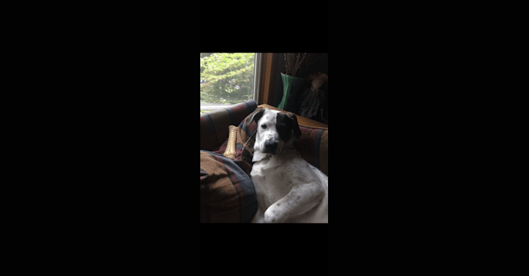 Photo of Toby, an American Pit Bull Terrier, Great Pyrenees, English Shepherd, and American Bulldog mix in Newtown, Connecticut, USA