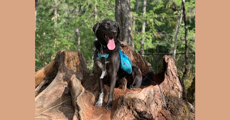 Guinness, a Labrador Retriever and Australian Cattle Dog mix tested with EmbarkVet.com
