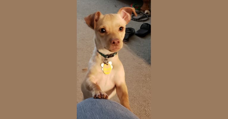Tobi, a Chihuahua (14.2% unresolved) tested with EmbarkVet.com
