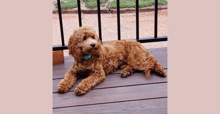 BELLA, a Poodle (Small) and English Cocker Spaniel mix tested with EmbarkVet.com