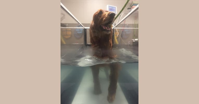 Emmet, an Irish Setter tested with EmbarkVet.com