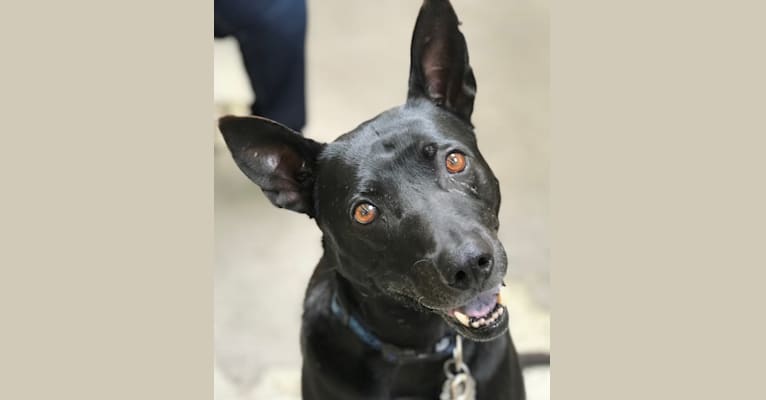 Oscar Wild, a Formosan Mountain Dog tested with EmbarkVet.com