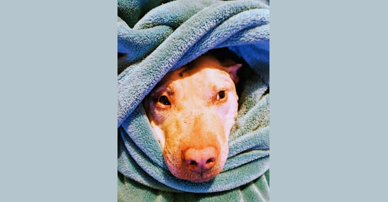 Sweetie, an American Pit Bull Terrier tested with EmbarkVet.com