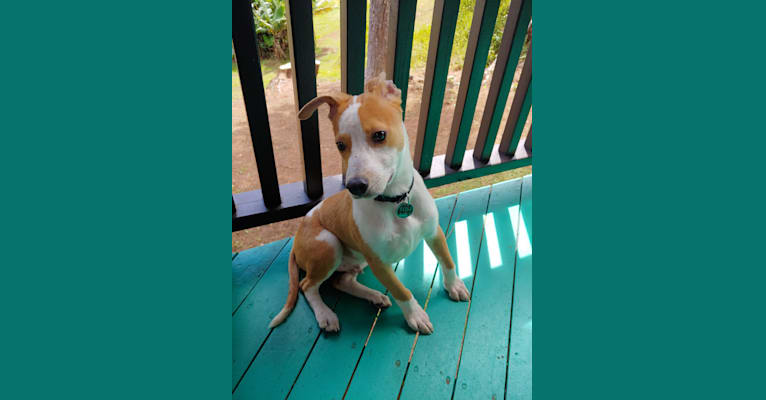 Photo of Tuli, an American Pit Bull Terrier, American Staffordshire Terrier, and Mixed mix in Waimea, Hawaii, USA