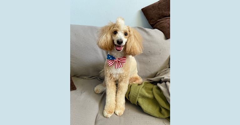 Ramen, a Poodle (Small) and Soft Coated Wheaten Terrier mix tested with EmbarkVet.com