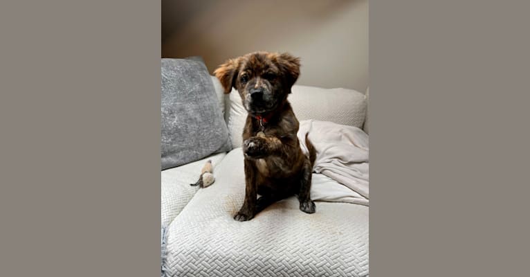 Rudder, a Labrador Retriever and Chow Chow mix tested with EmbarkVet.com