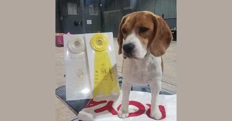 Coulson, a Beagle tested with EmbarkVet.com