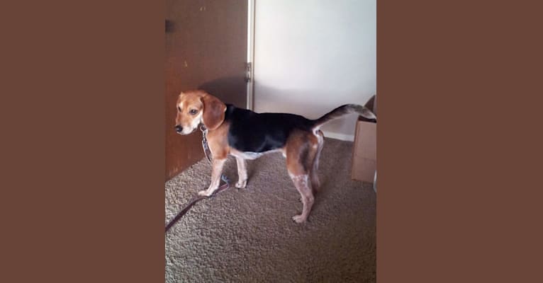 Travis, a Beagle tested with EmbarkVet.com