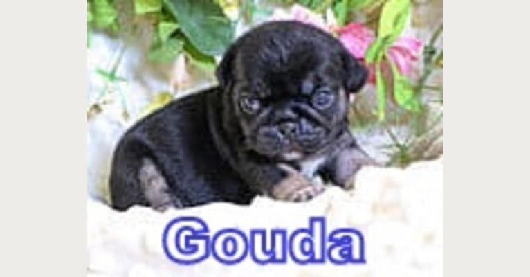 Gouda a dog tested with EmbarkVet.com