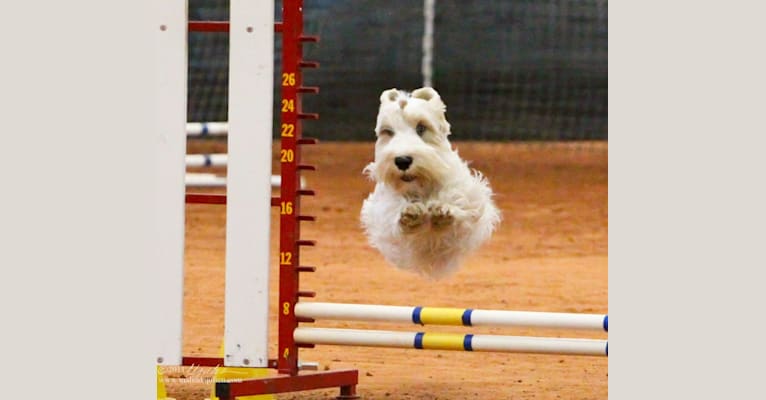 Dobby, a Sealyham Terrier tested with EmbarkVet.com