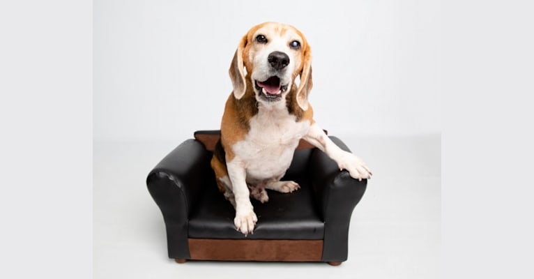 Larry, a Beagle tested with EmbarkVet.com