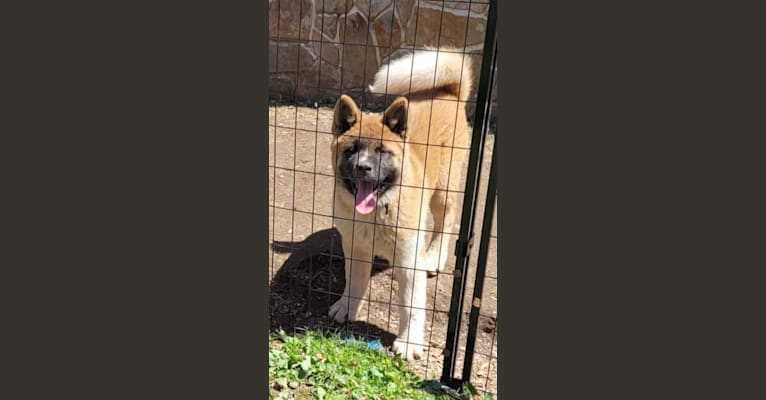 Geena, an Akita tested with EmbarkVet.com