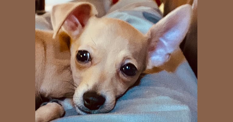 Oliver, a Chihuahua and Poodle (Small) mix tested with EmbarkVet.com