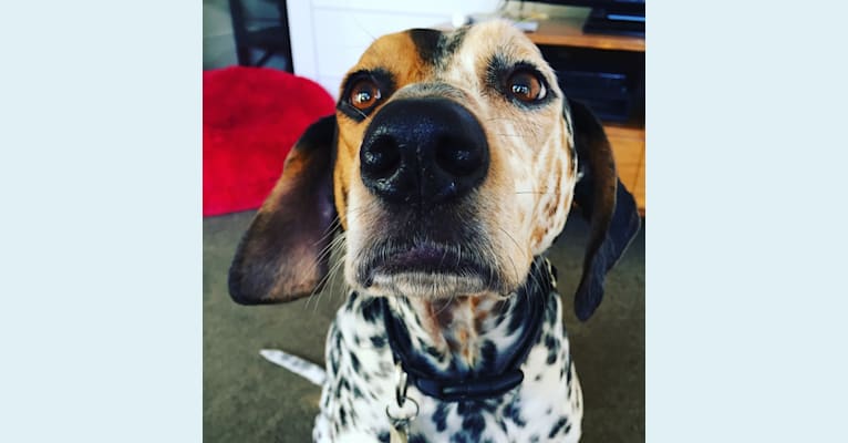 Dalmatian beagle hot sale mix