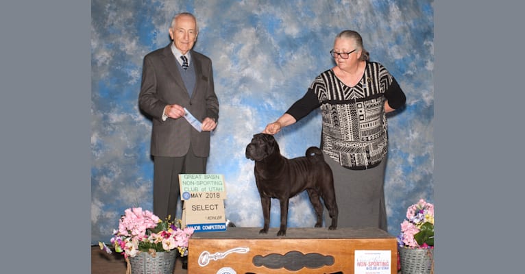 Meme, a Chinese Shar-Pei tested with EmbarkVet.com