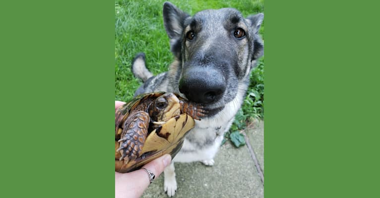 Balto, a German Shepherd Dog tested with EmbarkVet.com